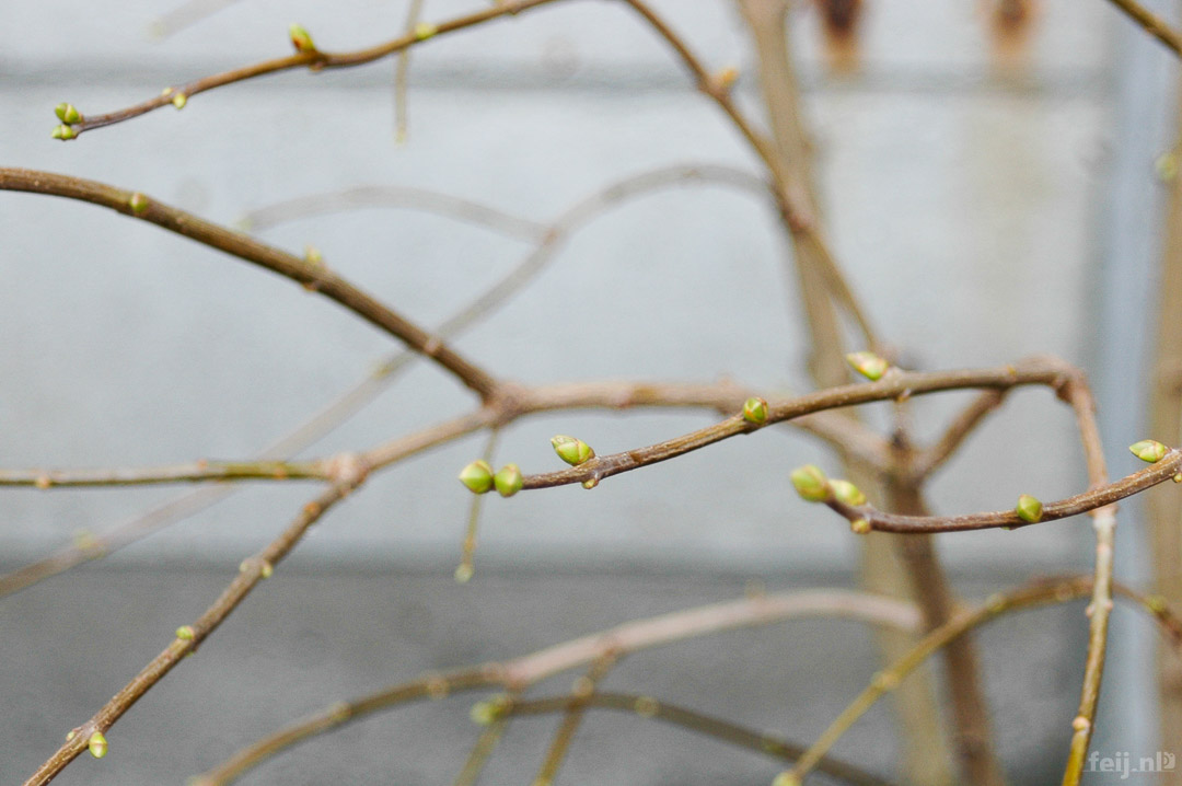 achtertuin, 27 januari 2007